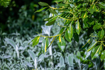 green leaves