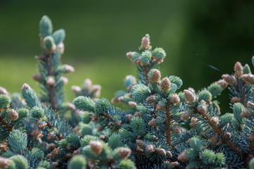 coniferous trees