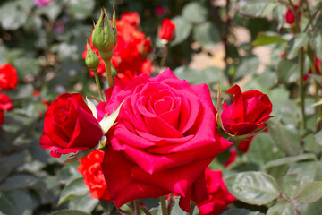 バラ　カーディナル