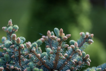 coniferous trees