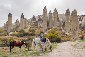 Horses with famous rock formations at background in Love valley, Cappadocia.  - obrazy, fototapety, plakaty