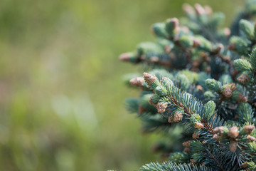 coniferous trees
