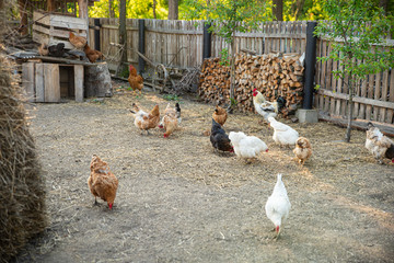 Chickens in hen coop, back yard. Life in the village