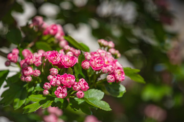 pink hawthorn flowers