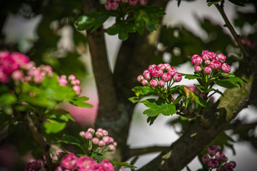 pink hawthorn flowers