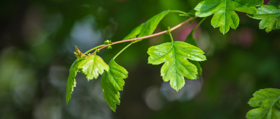 green leaves