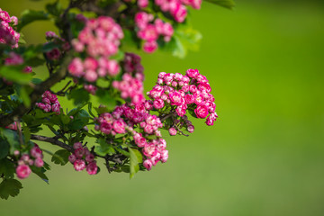 Obraz premium pink hawthorn flowers