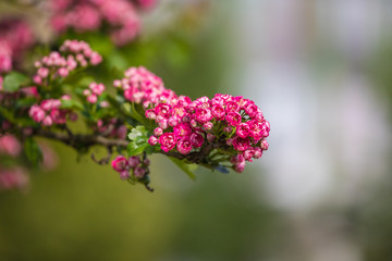pink hawthorn flowers