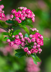 pink hawthorn flowers