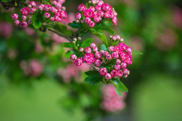 Obraz premium pink hawthorn flowers
