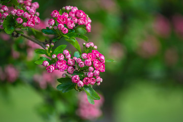 pink hawthorn flowers