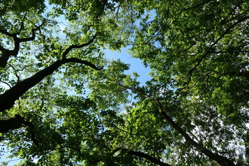 arbres et ciel