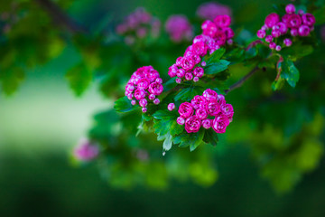 pink hawthorn flowers