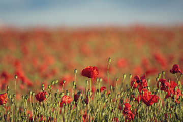 Amapolas