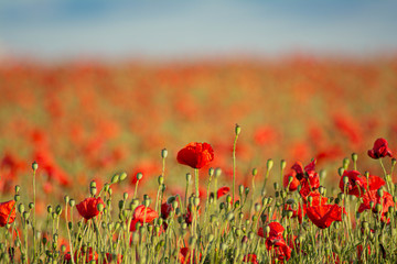 Amapolas