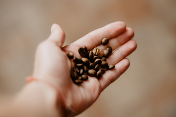 Roasted coffee beans in human hand palm