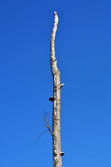 a dry tree