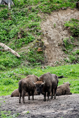 European bison (Bison bonasus) herd in forest in Poland
