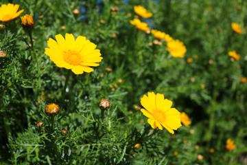 Obraz premium Yellow daisies over green background on the field