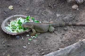 Lizard (Iguana) is eating vegetables at the zoo.