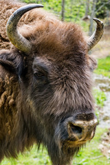 European bison (Bison bonasus) head portrait in natural habitat © marcin jucha