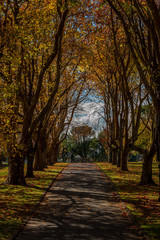 Obraz premium City Park in Autumn, Auckland, New Zealand