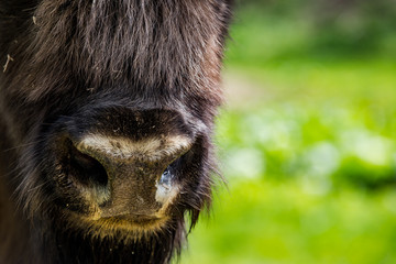European bison (Bison bonasus) close view on nose , copy space background © marcin jucha