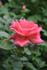 Bushes of spring roses in the garden. Blooming rose buds and rose buds. Magic shot without photoshop.