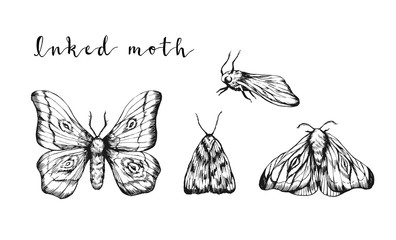 Ink sketches of moth set isolated