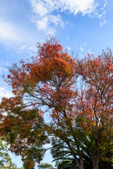 Tree with colorful autumn leaves, blue sky in the background.