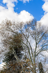 Tree with colorful autumn leaves, blue sky in the background.