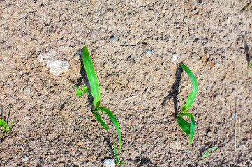 Young crops planted in a field, close up