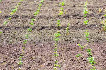 Young crops planted in a field in a row