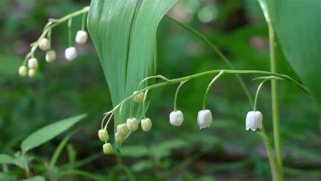 Flowers of  Lily of the Valley