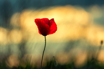Poppy flowers in a beautiful sunset light