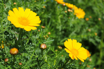 Yellow daisies over green background on the field