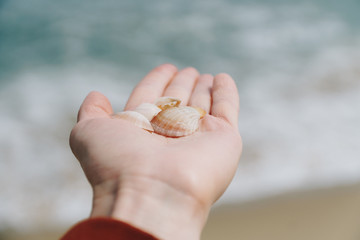 Shells in female hand with sea at background