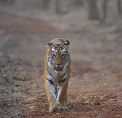 Fototapeta premium Tiger head on shot
