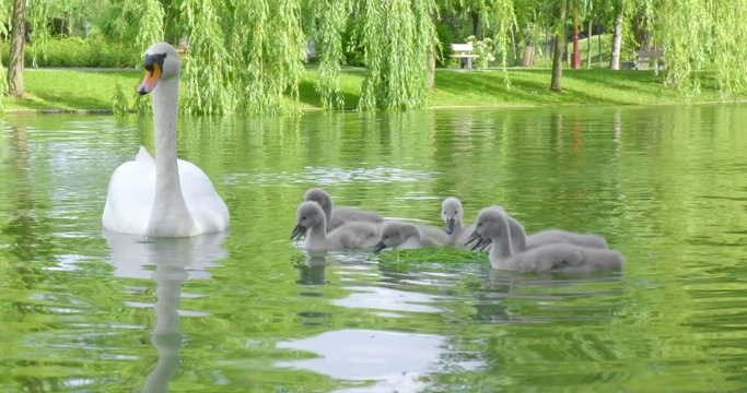 Baby swans (cygnets) on water eating grass thrown in by people at urban lake, with mother swan protecting them. 4K DCI, 200 Mbps, minor color grading.
