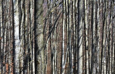 Obraz premium beech stems in the forest