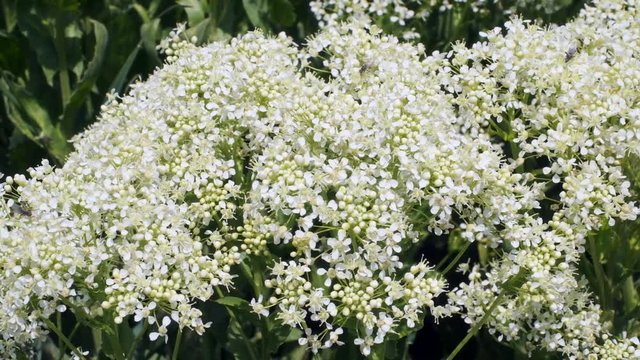 Whitetop flowers, Macro shot, Close-up, Full HD - 60fps