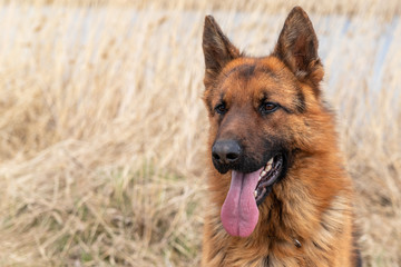 Brown German Shepherd Dog Close Up Portrait