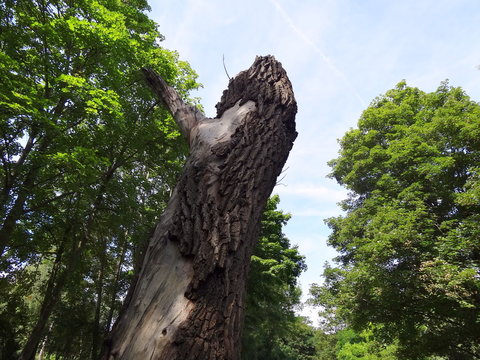 Arbre mort