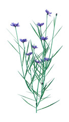 Fototapeta na wymiar 3D Illustration Cornflowers on White