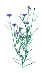 3D Illustration Cornflowers on White