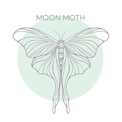 Butterfly vector illustration t-shirt print