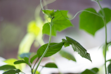 green leaves