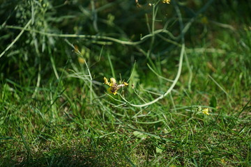 Wild bees at work with flowers in Germany