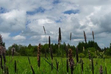 Łaka trawy  © wedrownik52