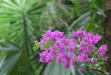 Flore des antilles et de la Martinique. Fleurs de Bougainvillier, Bougainvillea